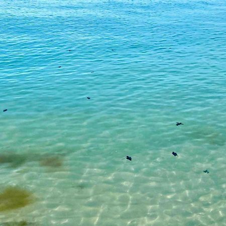 Beachfront Apartment With Swimming Pool. One Bedroom Celestun Εξωτερικό φωτογραφία