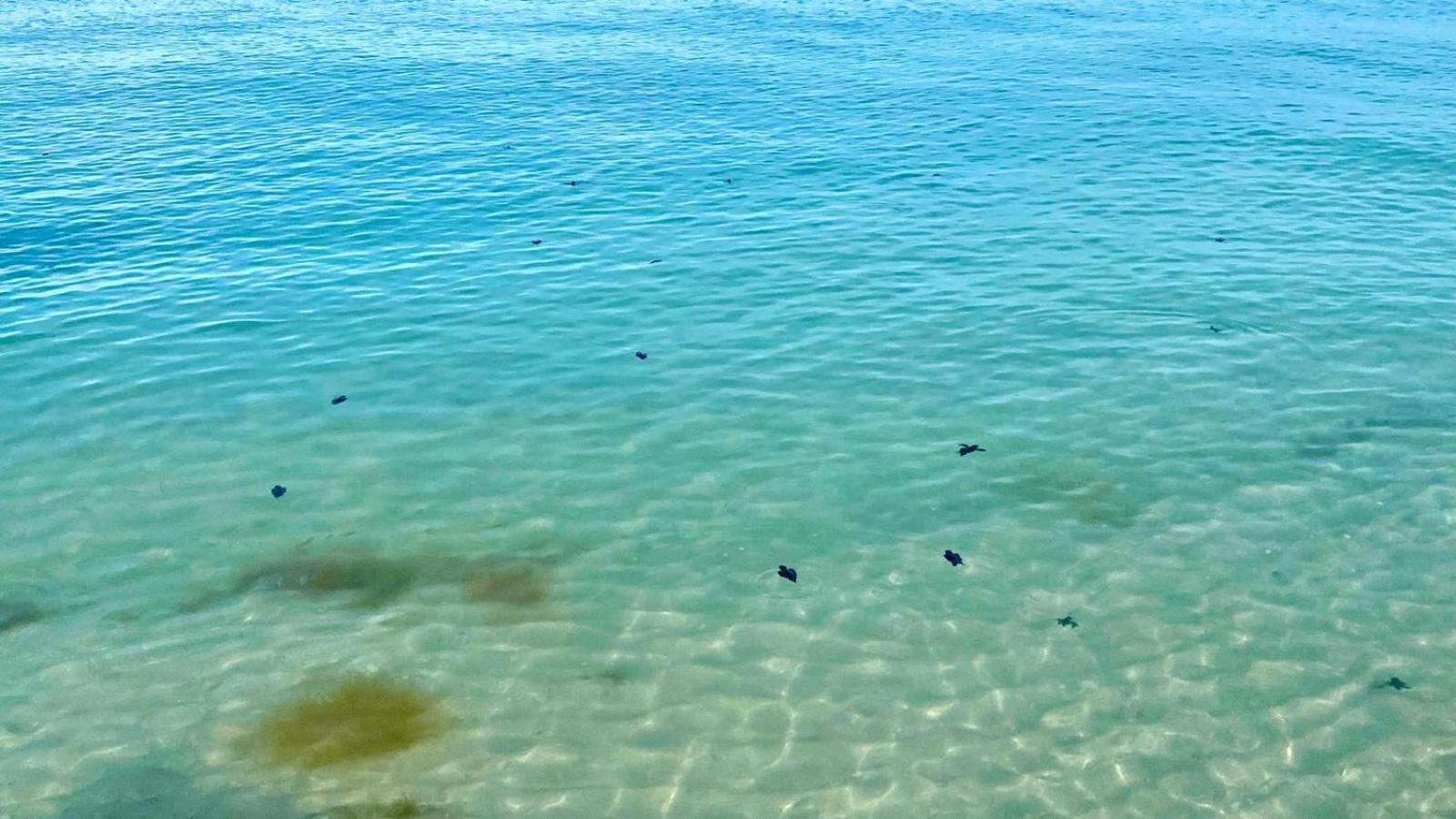 Beachfront Apartment With Swimming Pool. One Bedroom Celestun Εξωτερικό φωτογραφία
